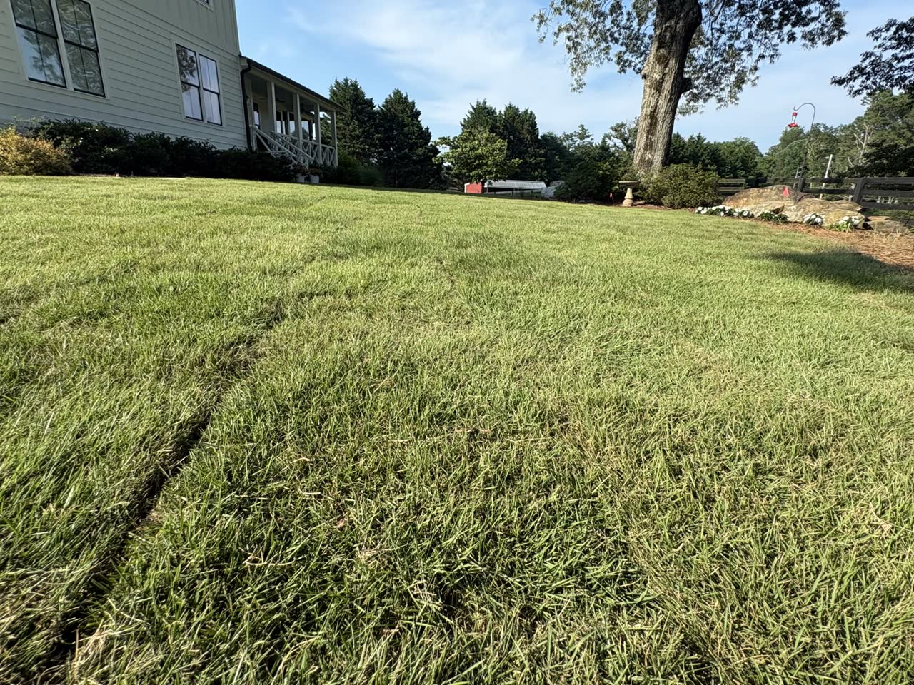 Lush established lawn with aftercare guidance